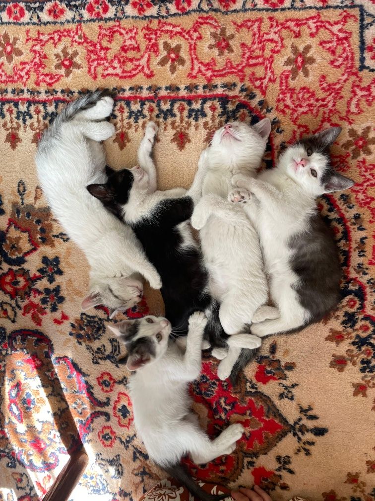 Отдадим в хорошие руки котят
