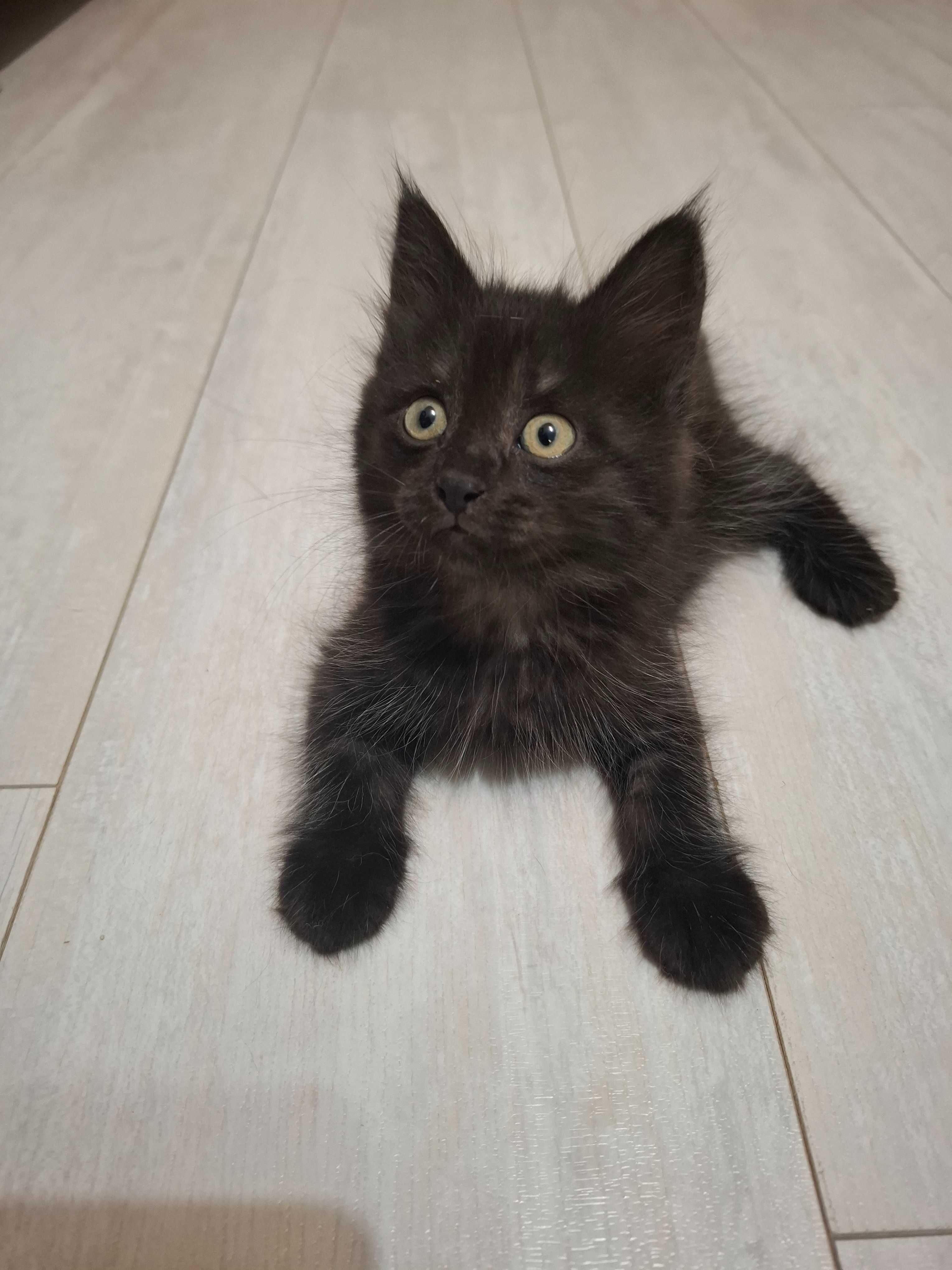 Отдам в добрые руки котенка, мальчик