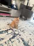 Шотландский прямоухий длиношёрстный котик