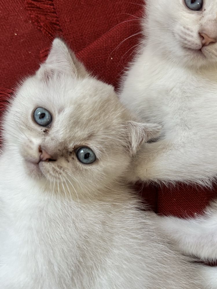 Шотладские вислоухие котята