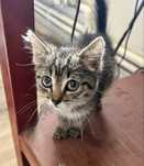 Ищу семью котенку