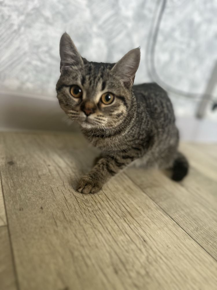 Отдам котенка в добрые руки