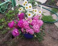 Пионы садовые разных расцветок.