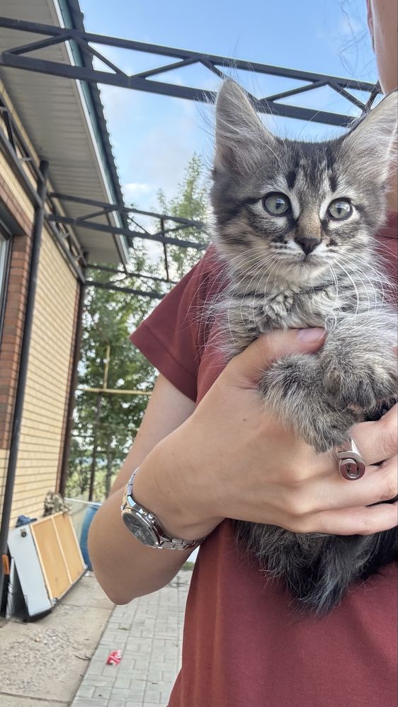 Котята бесплатно