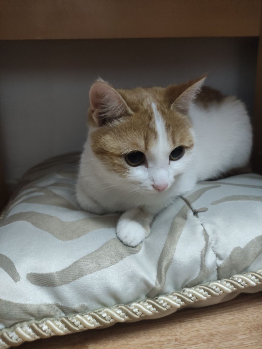Кошечка в хорошие руки