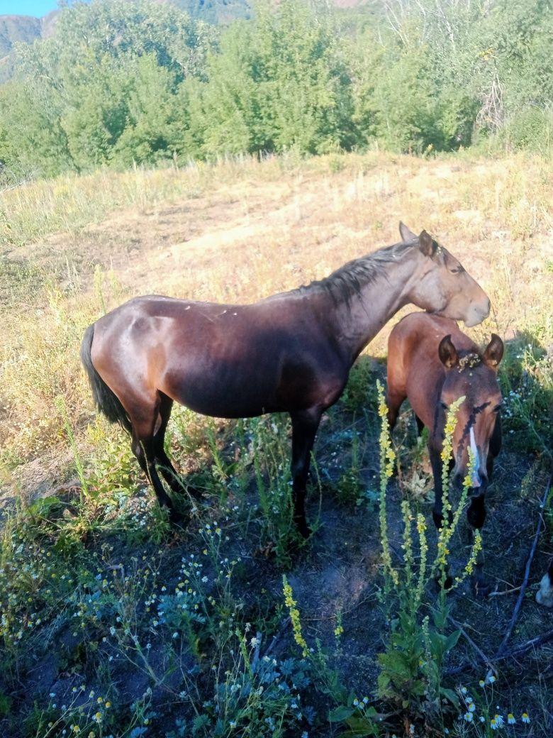 Продам кобыла 3.5 лет