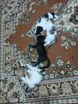 Котенок бесплатно