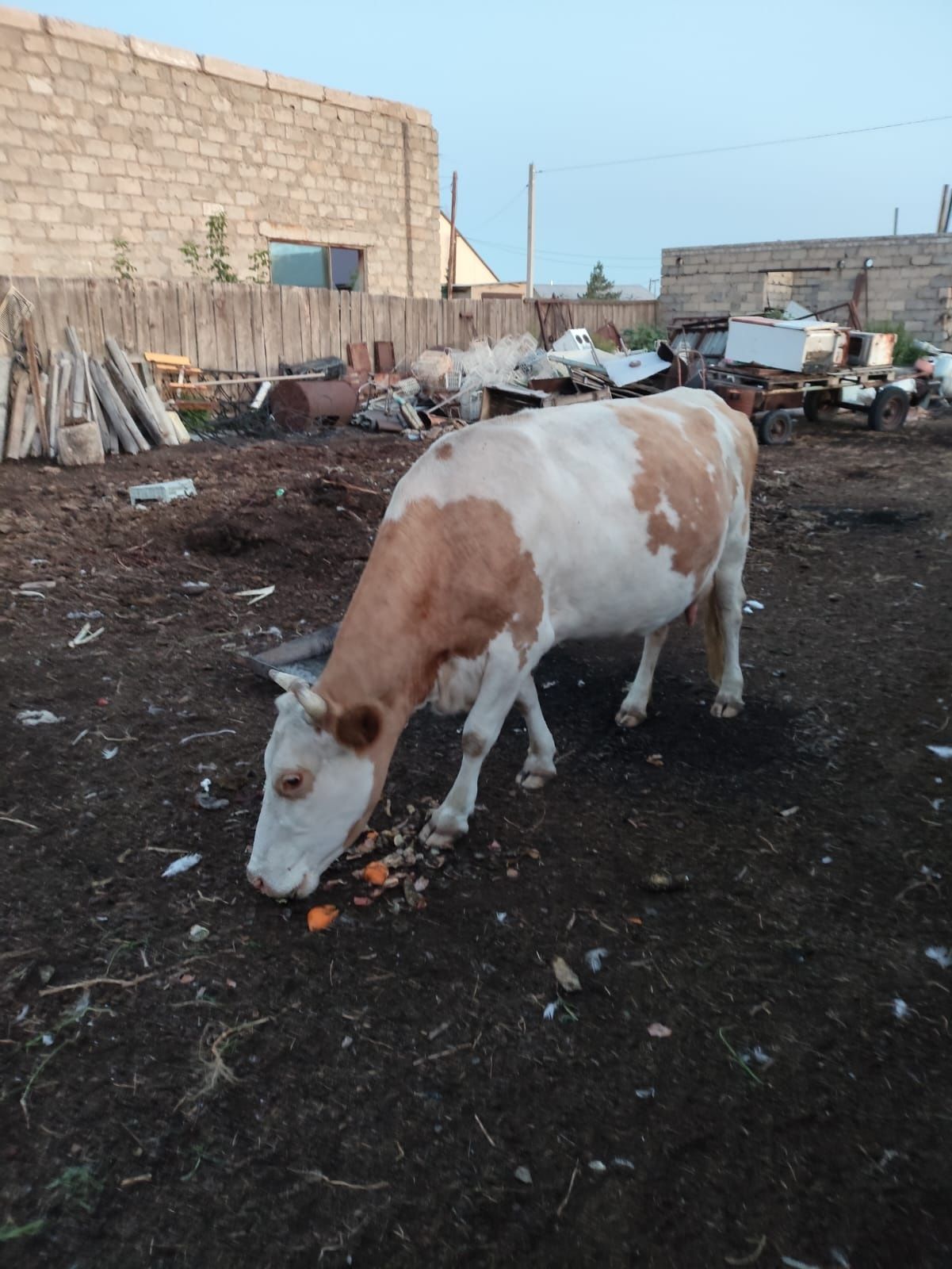 Продам дойную корову