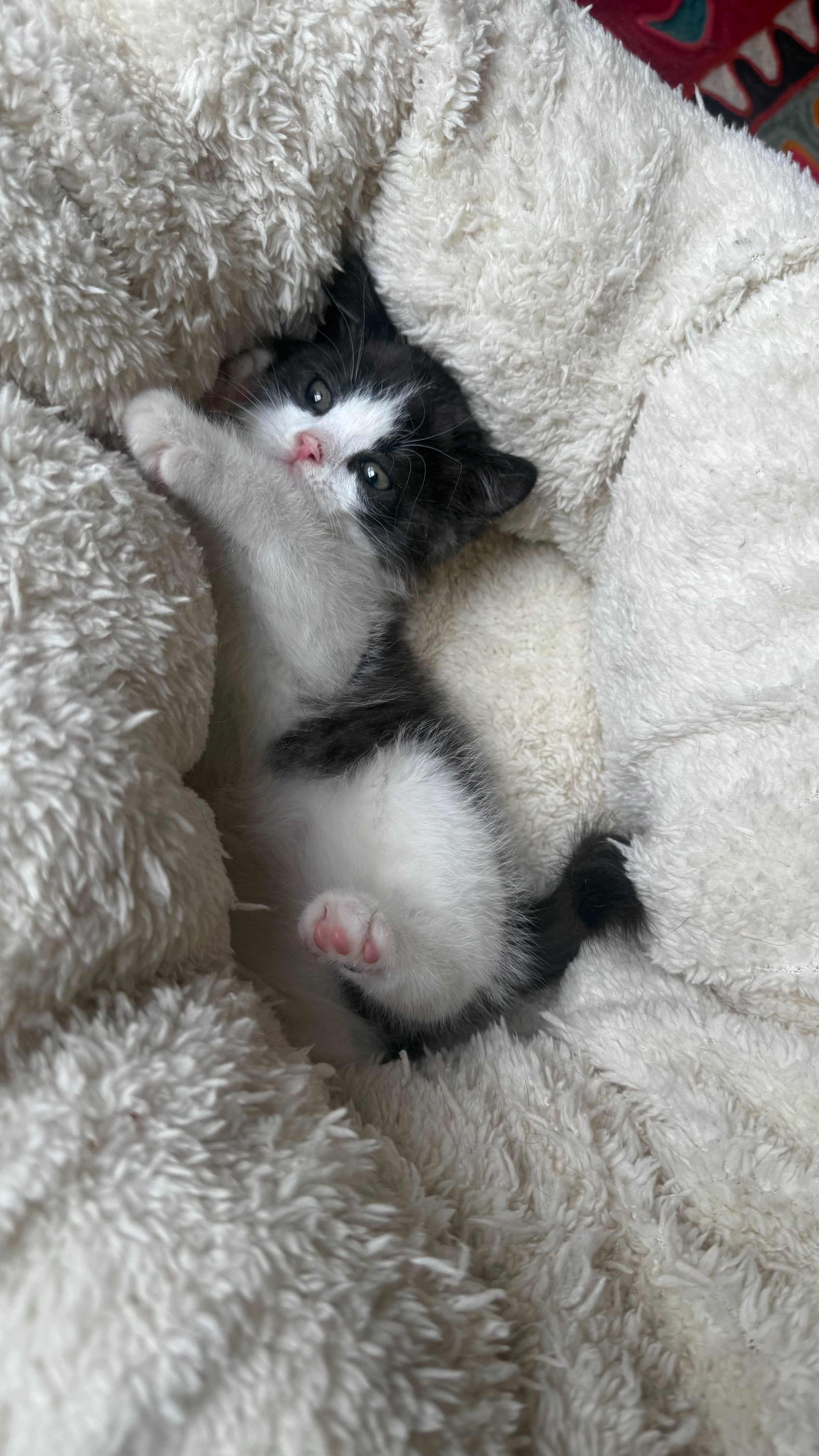 Котёнок ищет дом