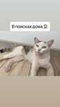 Ласковая кошка в надежные руки