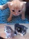 Отдам котят в хорошие руки