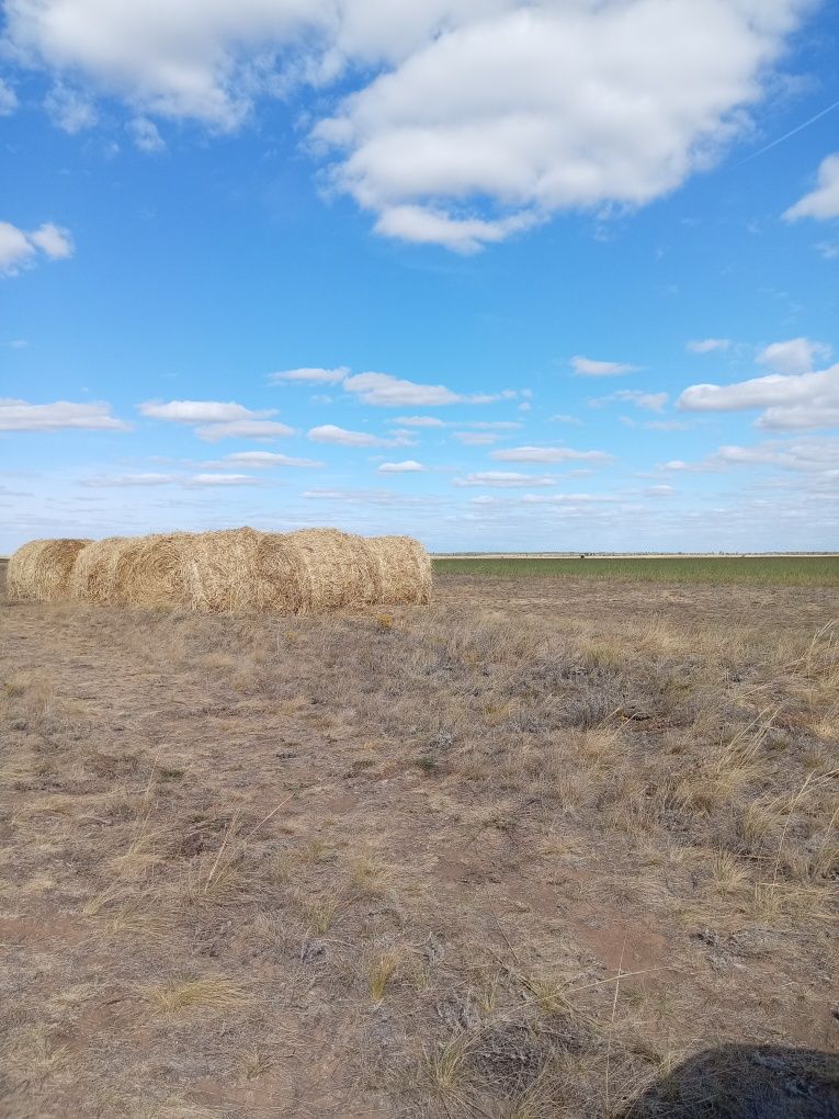 Продам суданка 1 руллон 8000 тенге