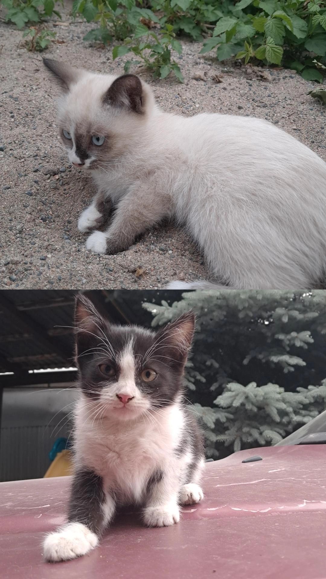 Отдам котят в добрые руки