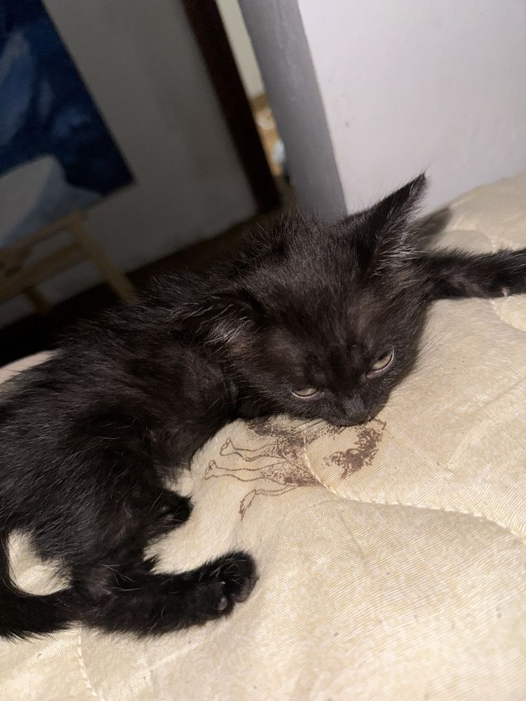 Котенок бесплатно