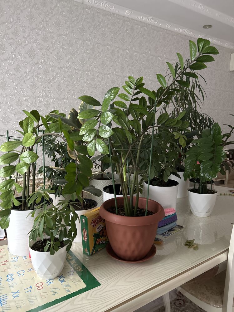 Комнатные цветы