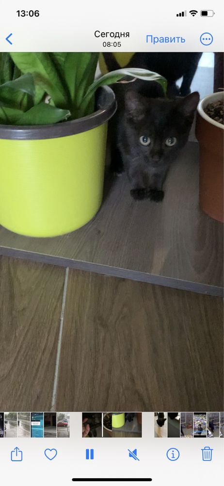 Замечательный котенок в добрые руки.