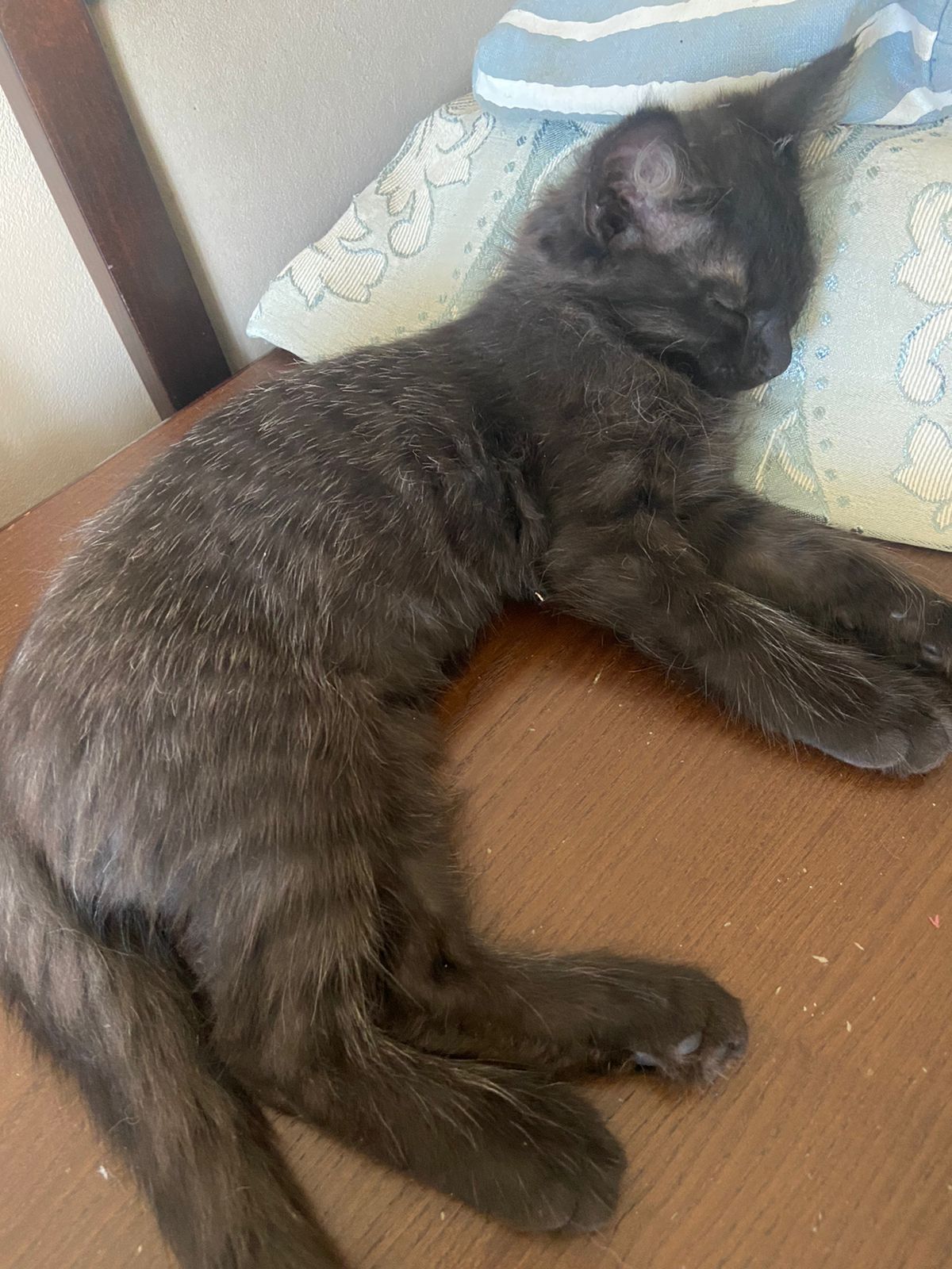 Отдаю Котёнка в добрые руки