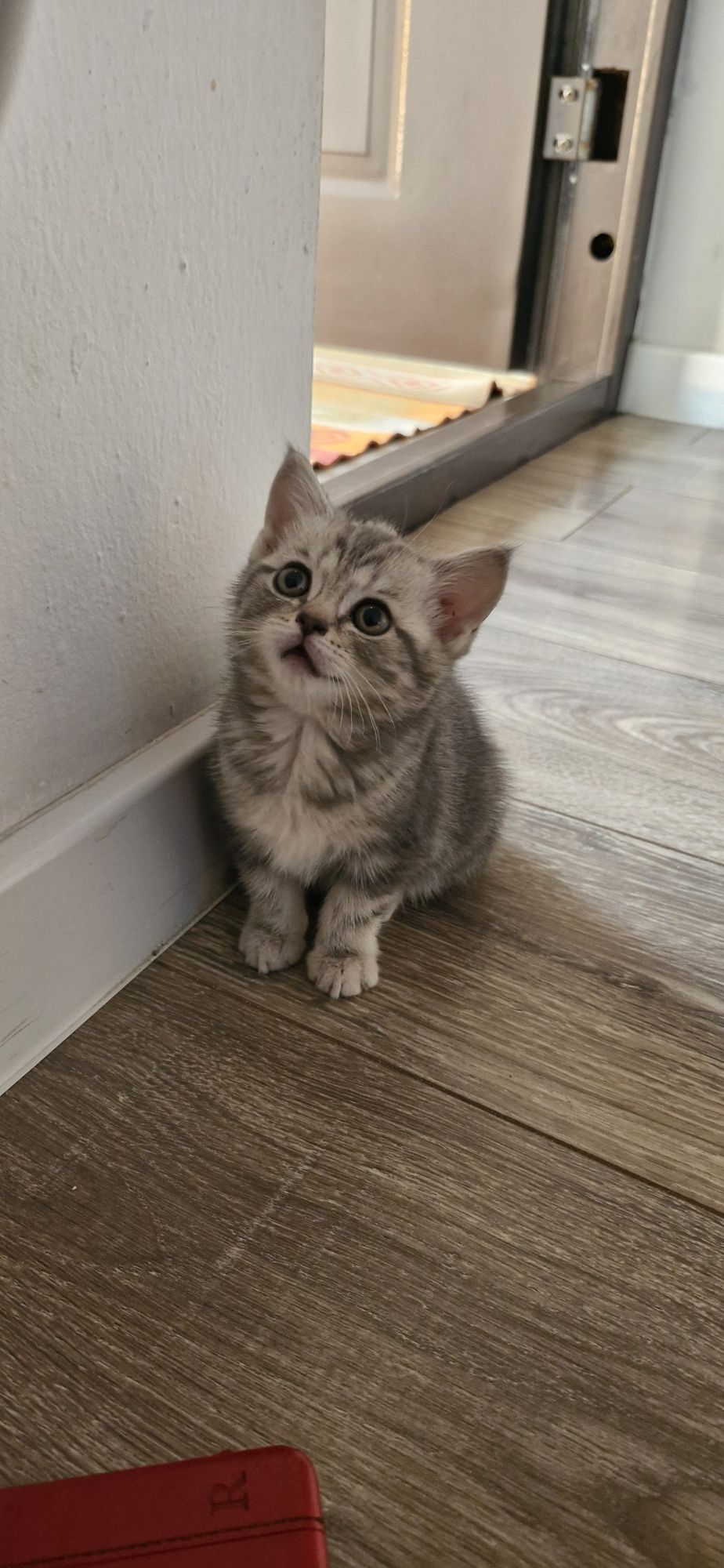 Скотиш страйт котёнок