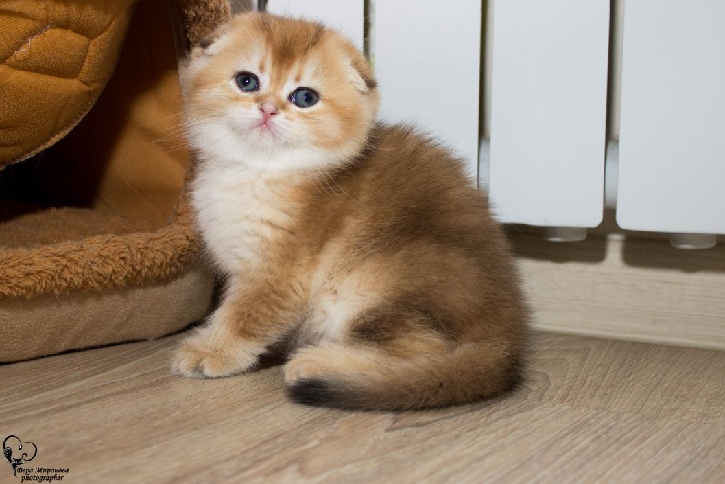 Шотландские котята скоттиш страйт золотая шиншилла хайленд фолд