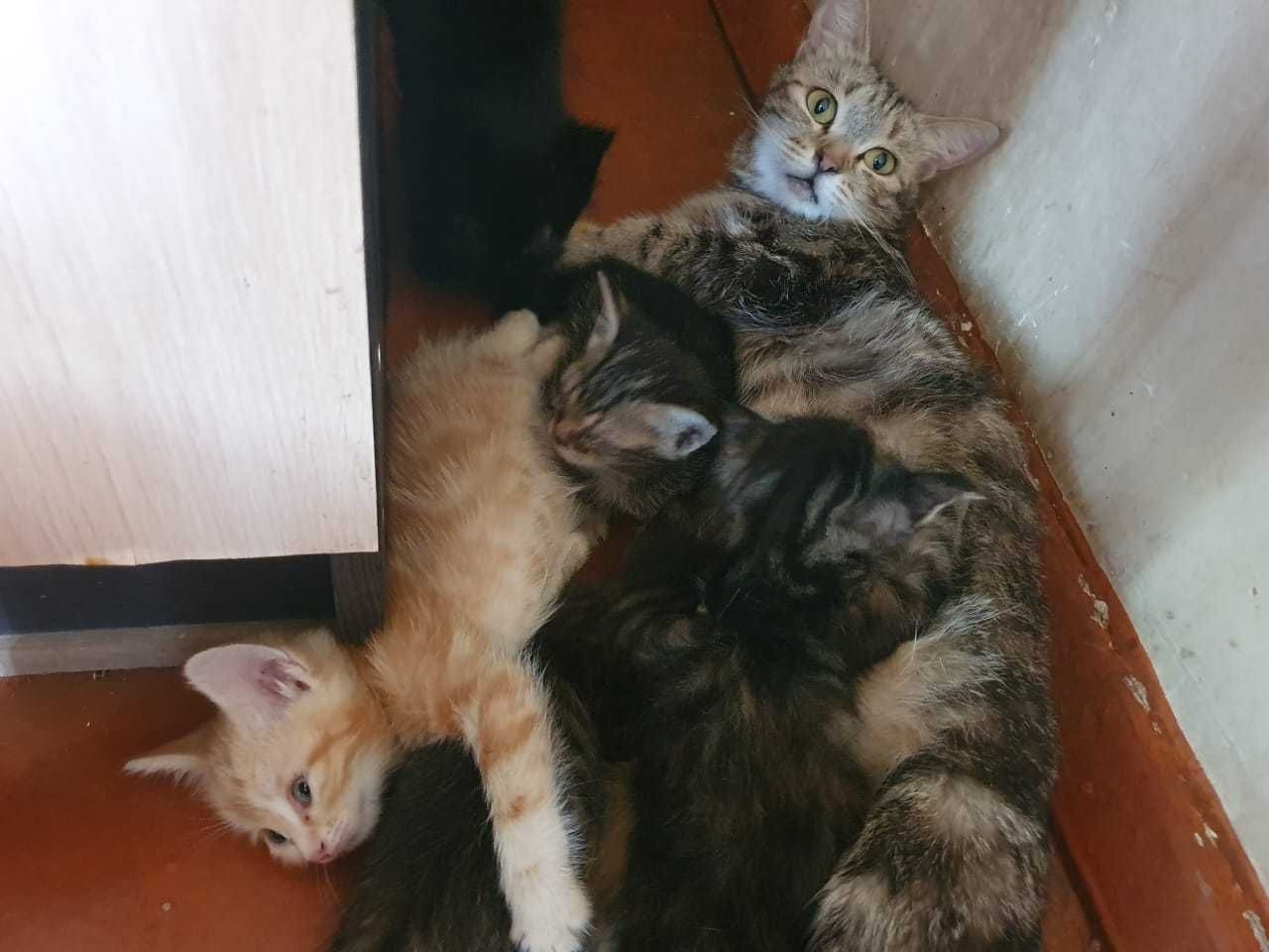Котята домашние . Бесплатно .