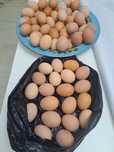 Продам инкубационные яйца