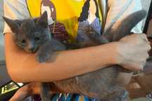 Котяты ищут уютный дом