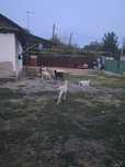 Продам козы срочно 7 галов пародистый