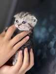 Продам красивых котят