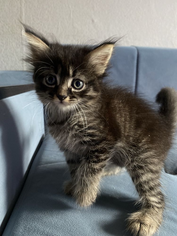 Котятки ищут дом
