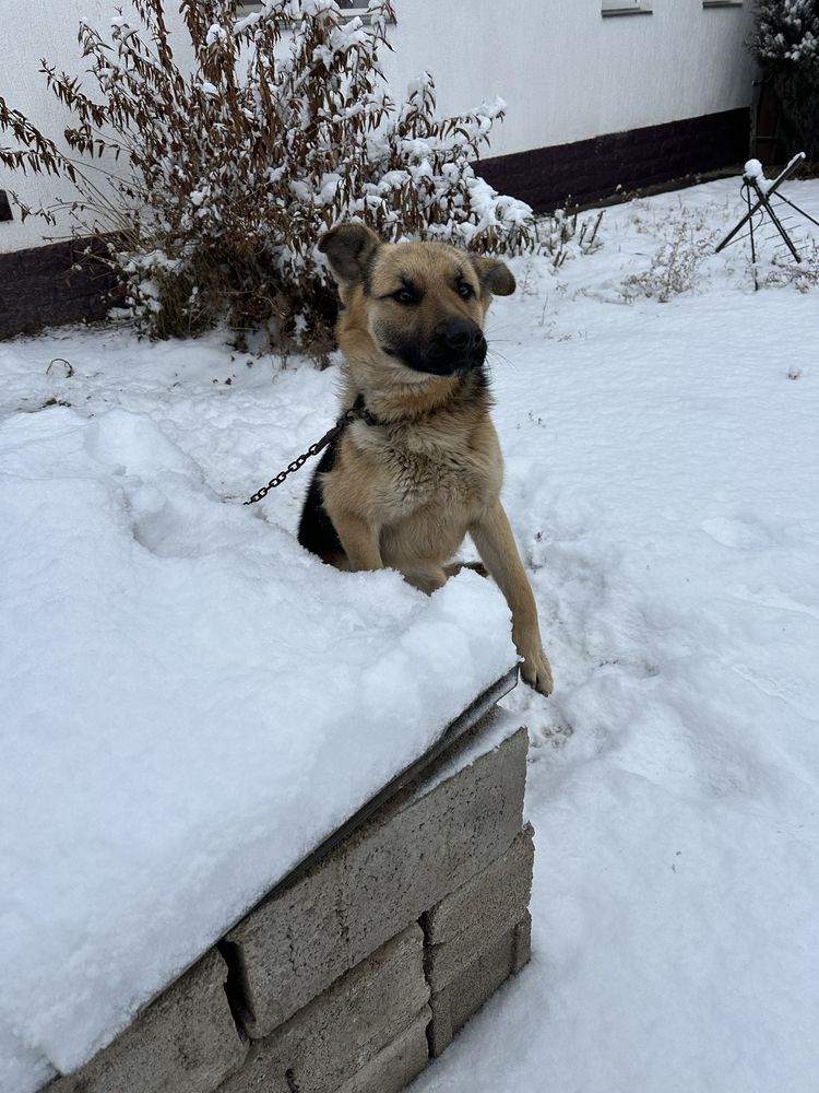 Собака породы овчарка