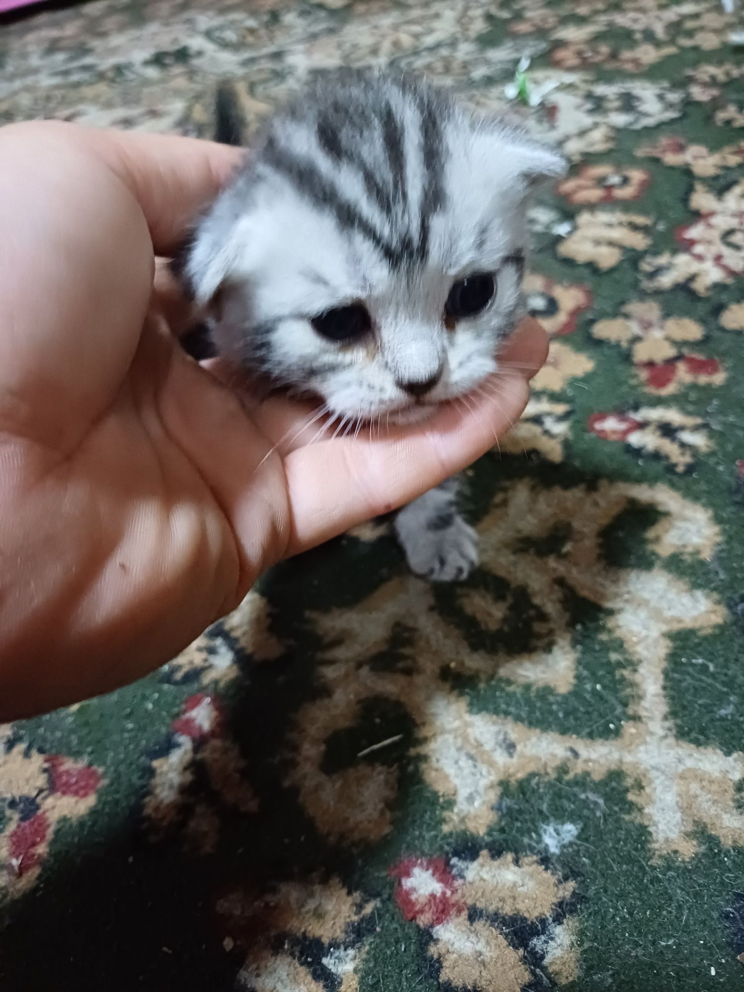 Продам британских котят