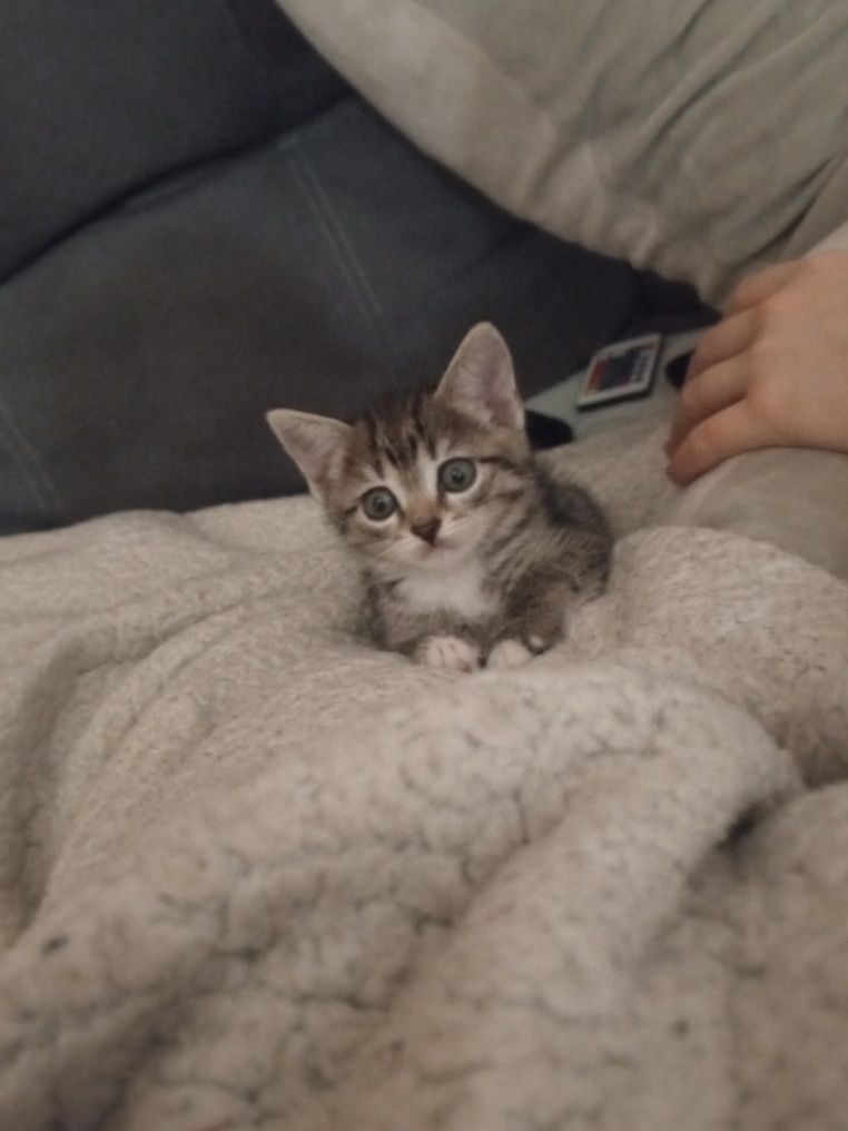 Отдаем кошечку девочку