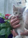 Отдам котят в хорошие руки