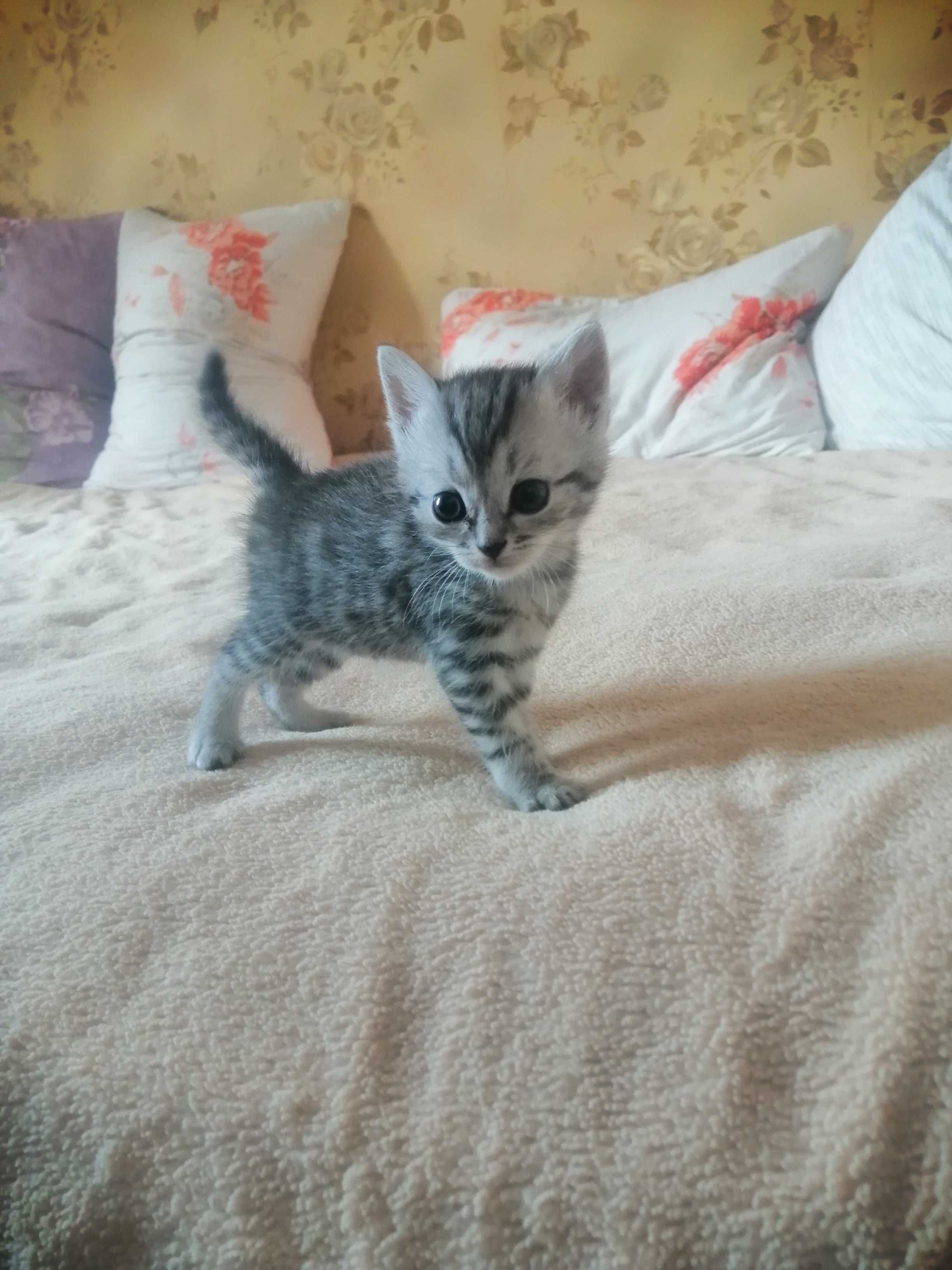 Отдам котят  в добрые руки