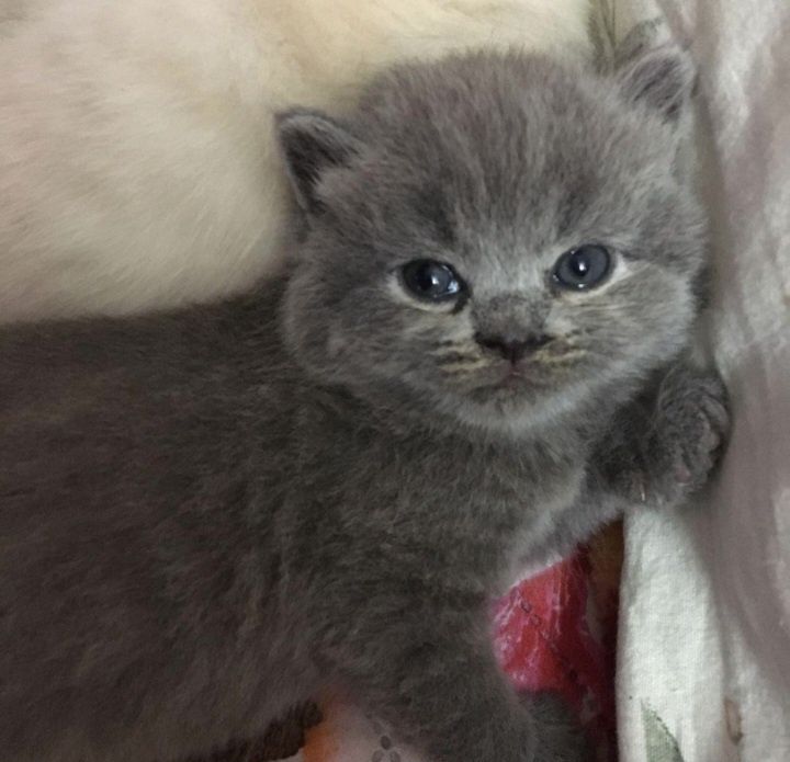 Шотландские котята