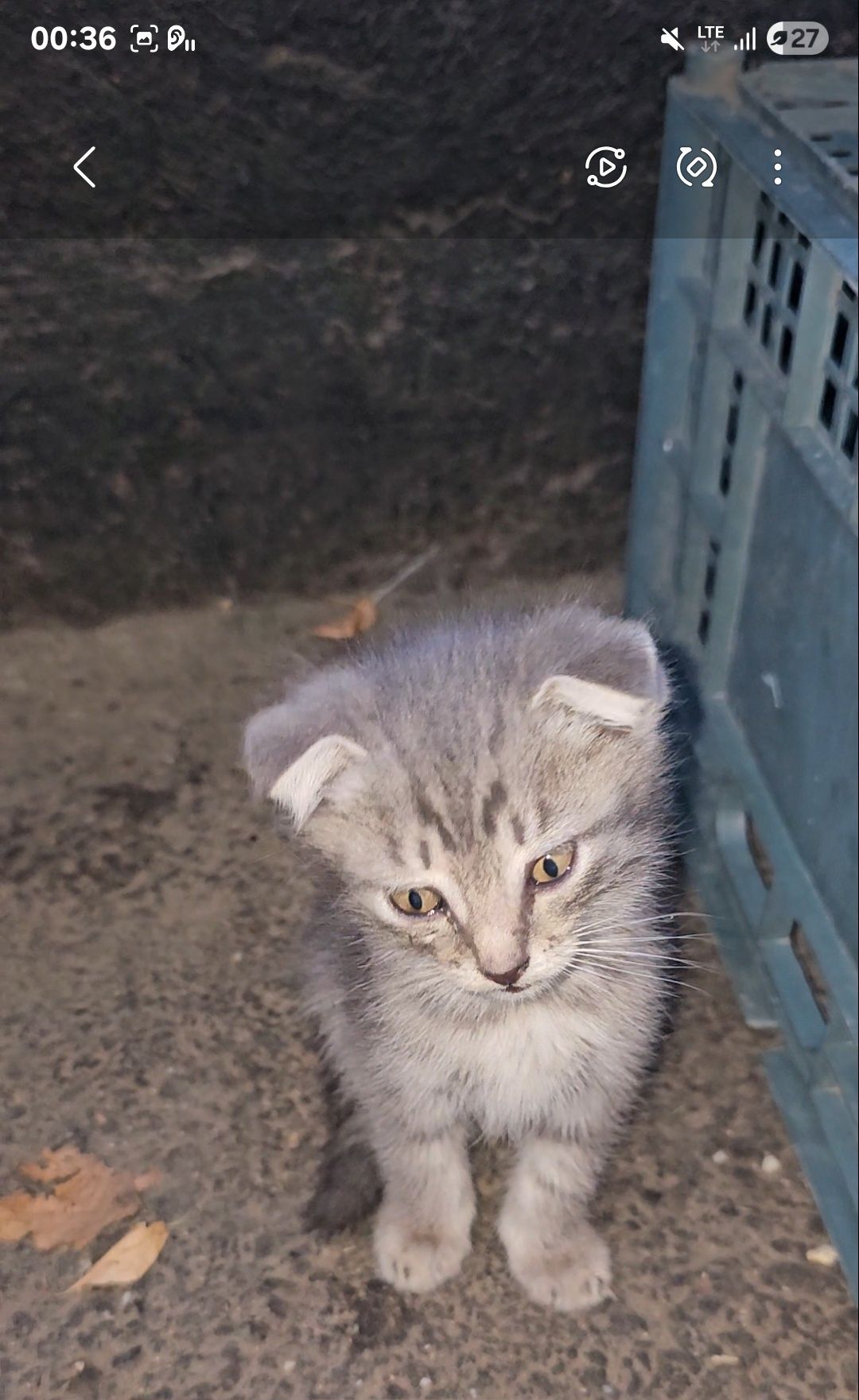 Отдам.     котят