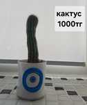 Комнатные растении