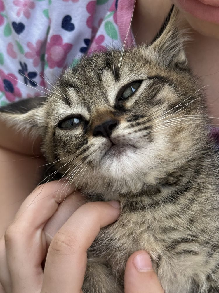 Отдам котят бесплатно