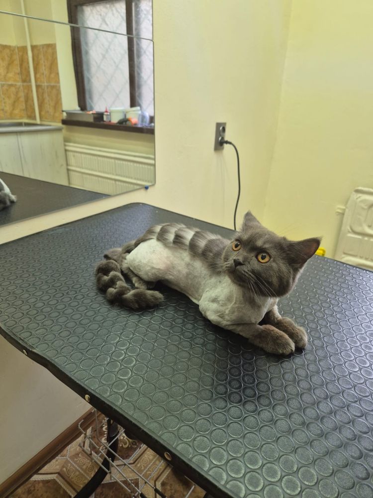 Кошка и котенок бесплатно