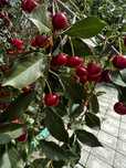 Продам  крупную вишню
