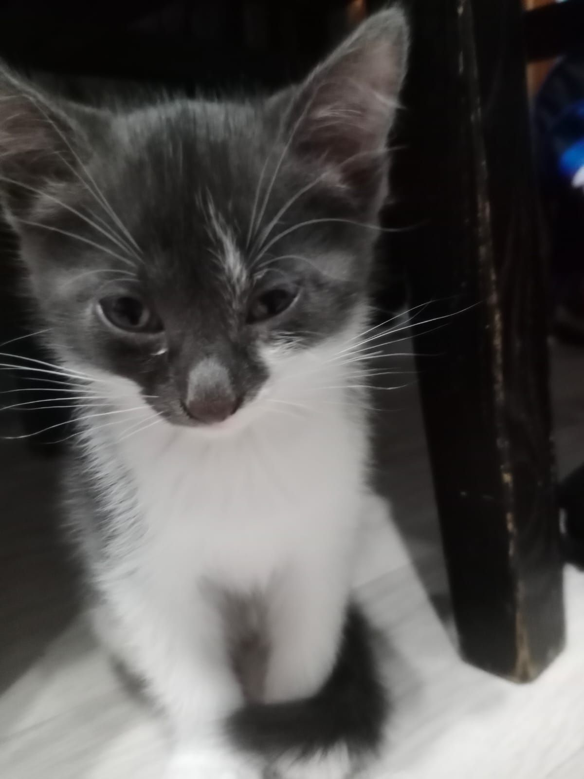 Котята. В хорошие добрые руки.