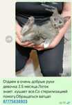 Отдаётся котенок девочка