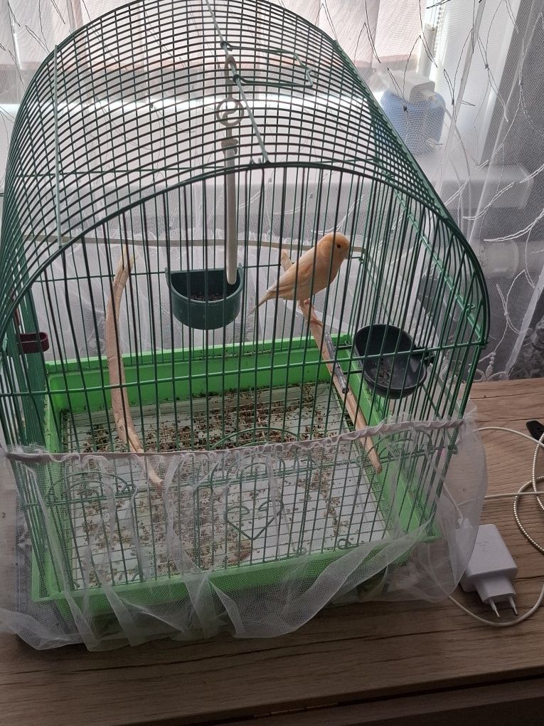 Продам канарейку