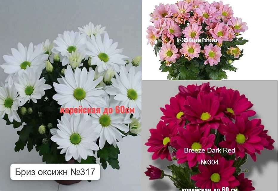 Саженцы кустовой срезочной хризантемы 20 сортов.