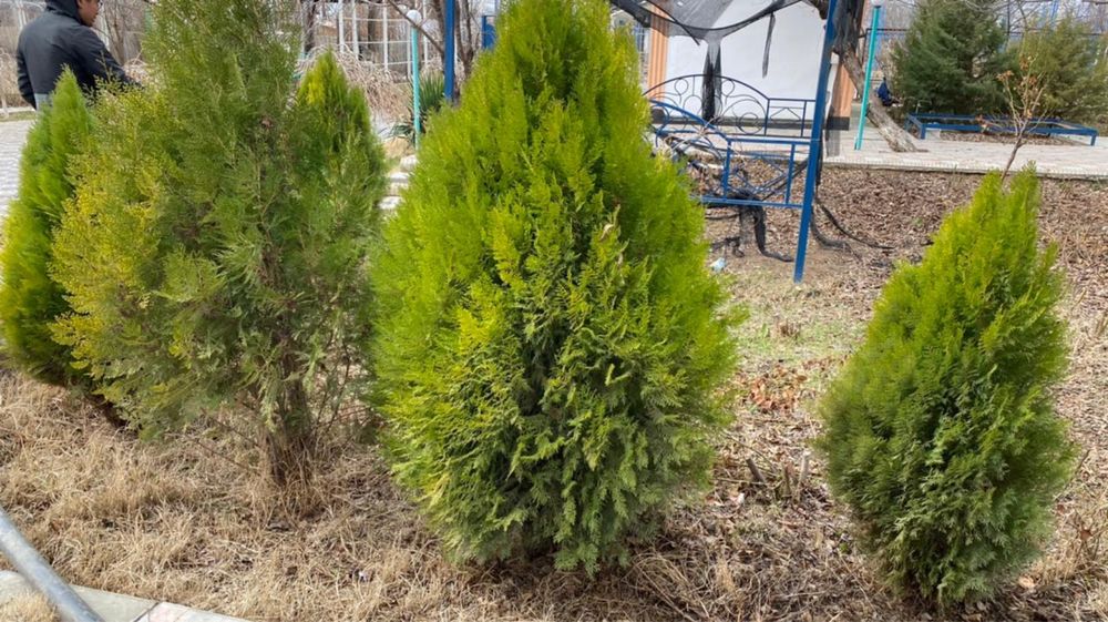 Саженцы Хвойные Туя Можжевельник Сосна Декоротивные Роза Дуб Клён