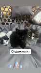 Отдам котят. Мальчик и девочки