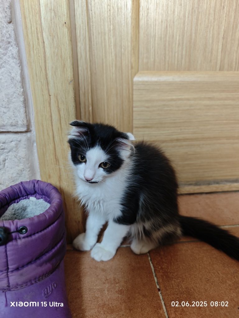 Котёнок-мальчик ищет любящее сердечко