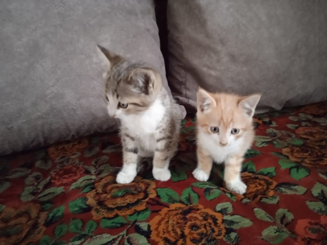 Котята,один месяц