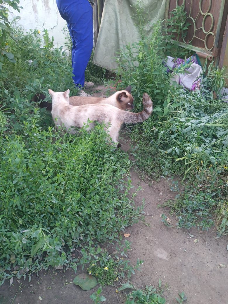 Отдам стерилизованных кошек в добрые руки