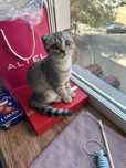 Котенок скоттиш фолд 3 мес